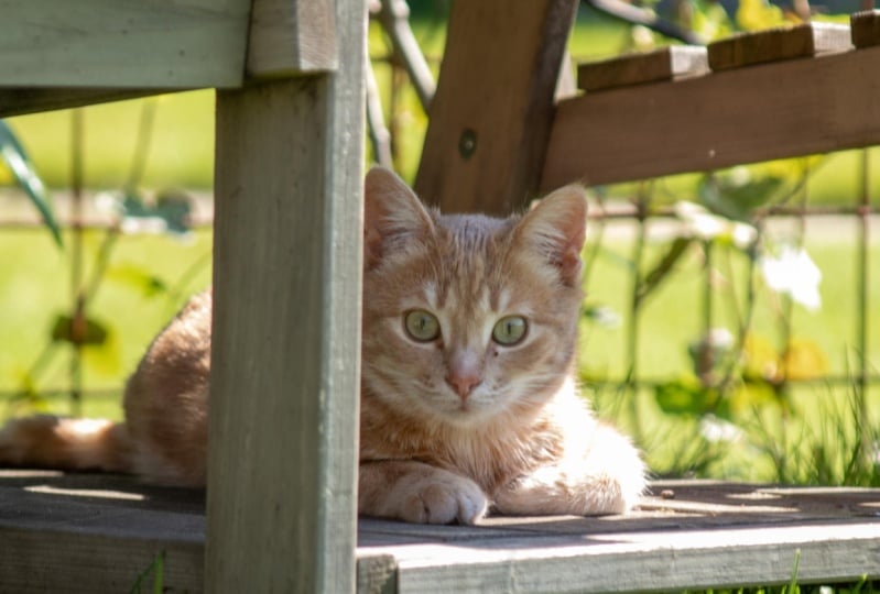 Jasper