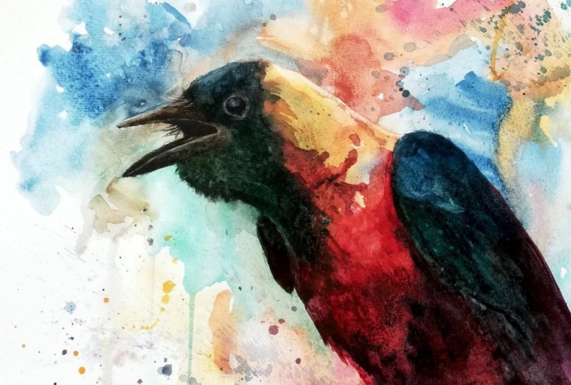 Charming Colourful Crow