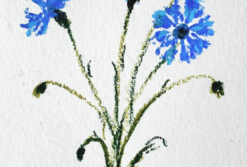 Cornflowers with oil pastels