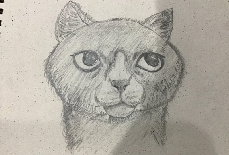 The Cats