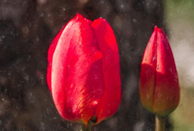 Tulips