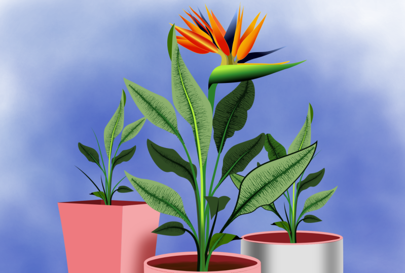 Vector Drawing/Affinity Designer/Potted Plant