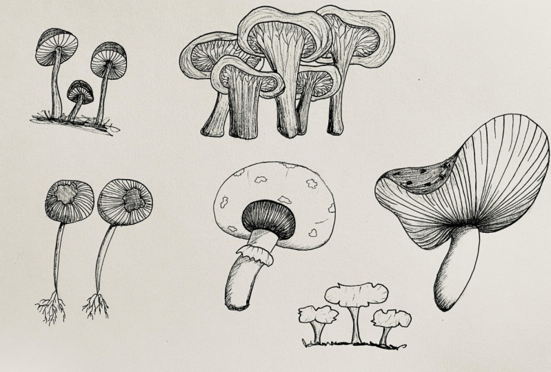 My first attempts at drawing mushrooms