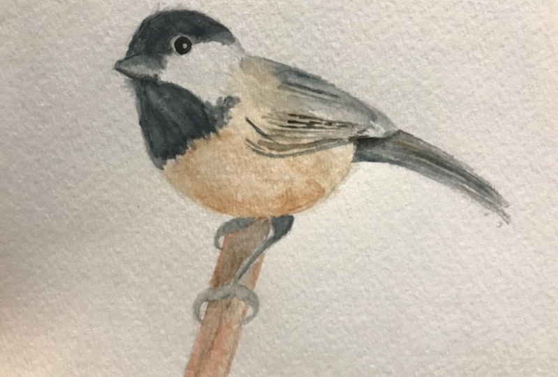 Chickadee pose 1