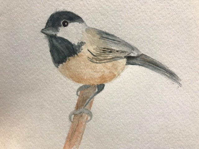 Chickadee pose 1 - student project