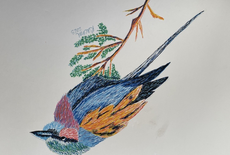 Bird Drawing