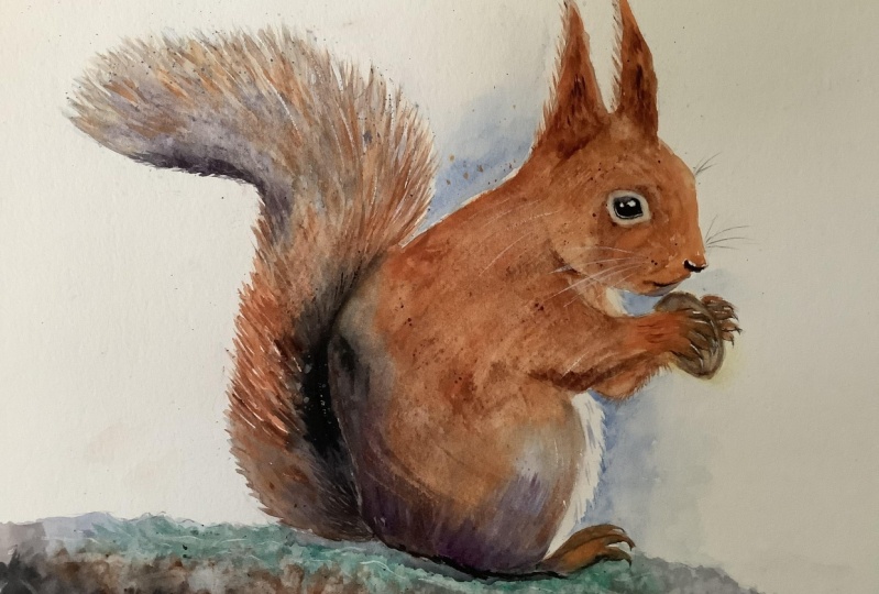 Red squirrel
