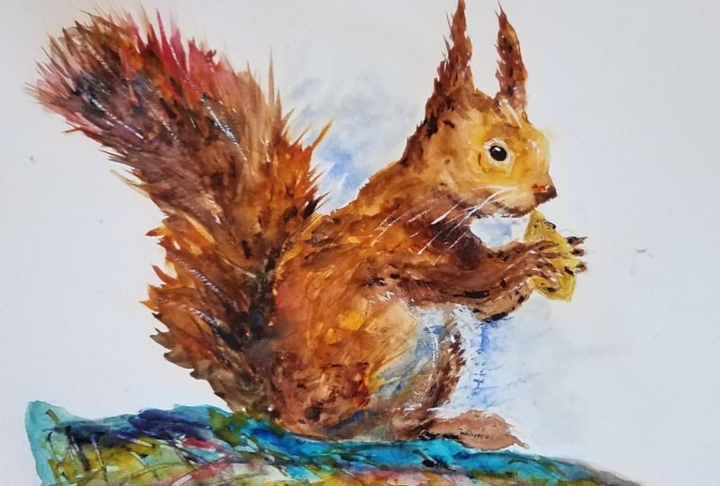 Red squirrel