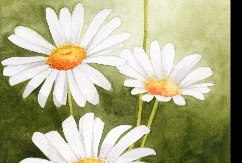 Chamomile