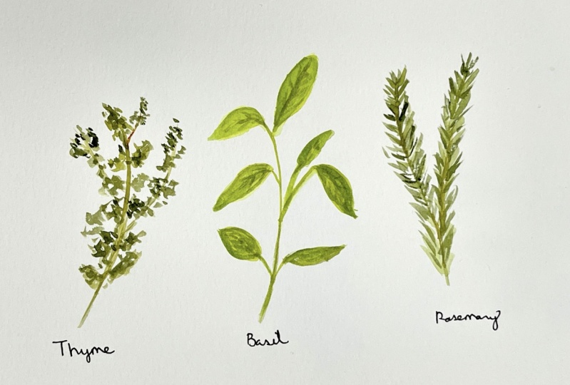 Water Color Herbs