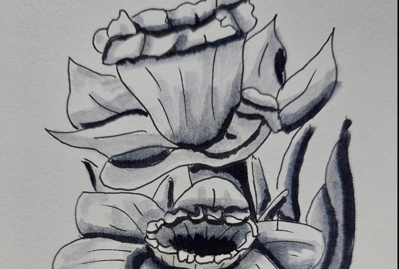 Daffodil