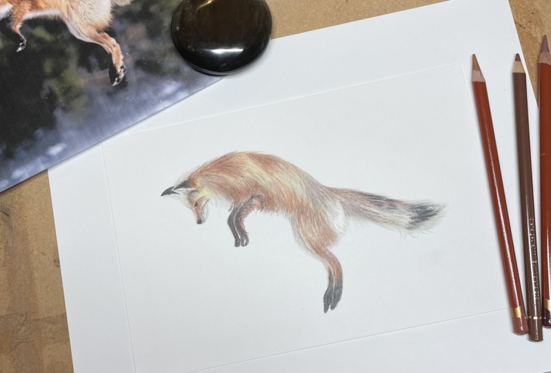 Coloured Pencil Fox