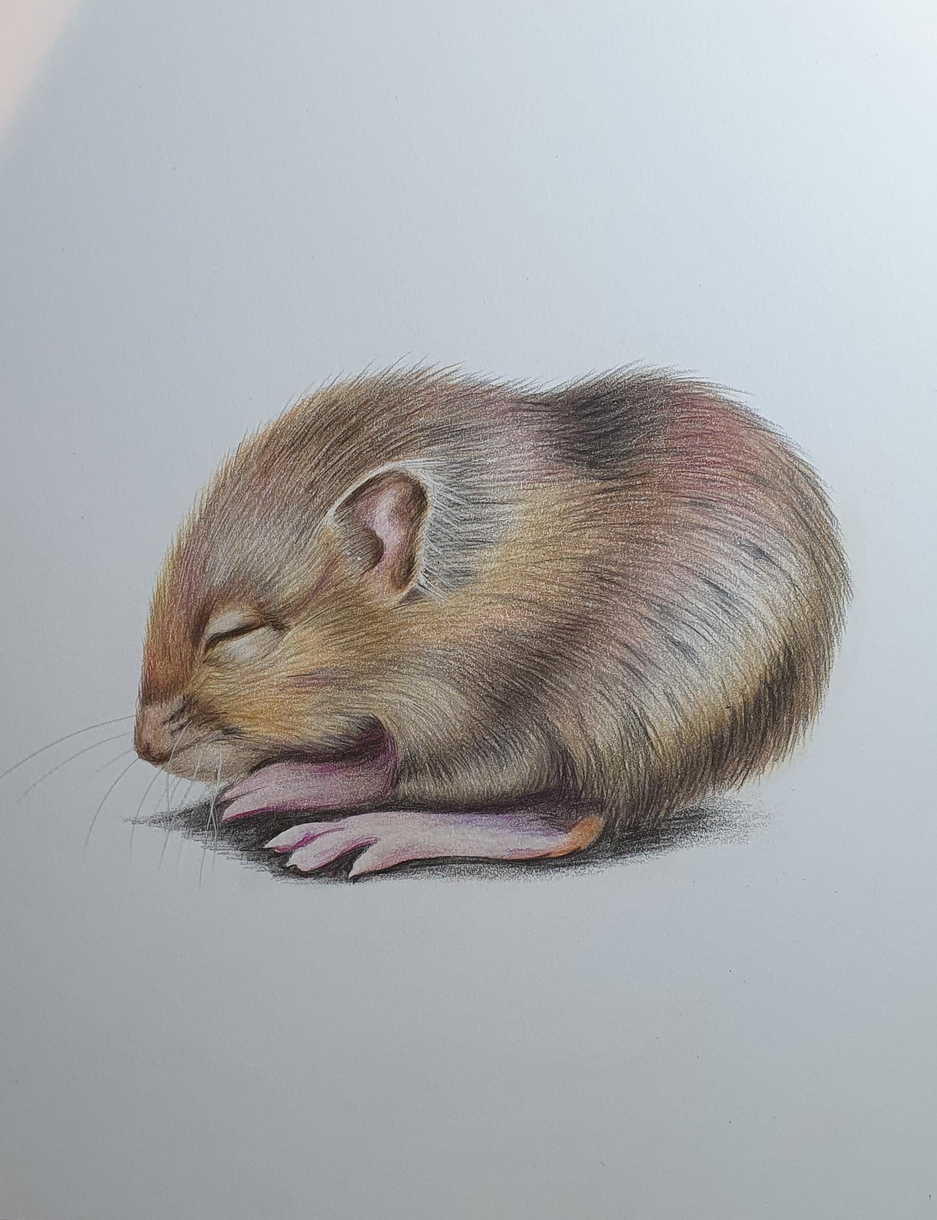 Completed mouse in coloured pencil - student project