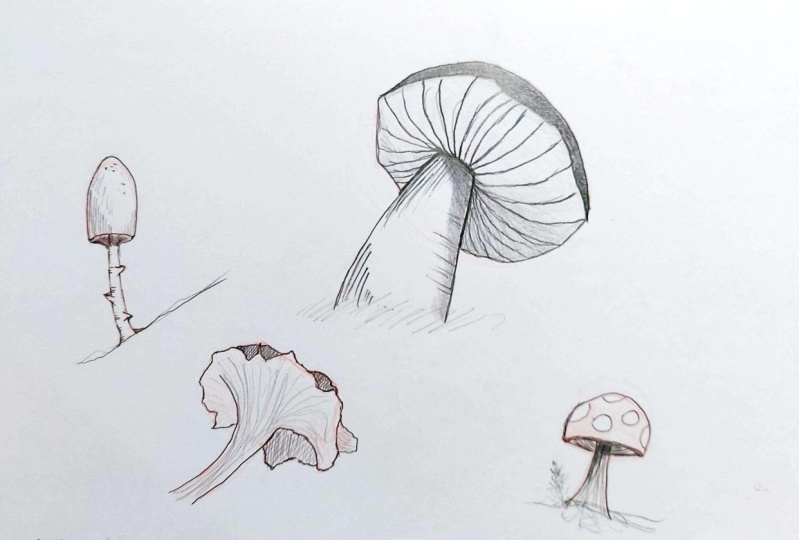 Mushroom Sketches