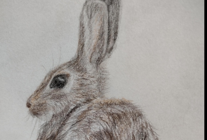 Rabbit