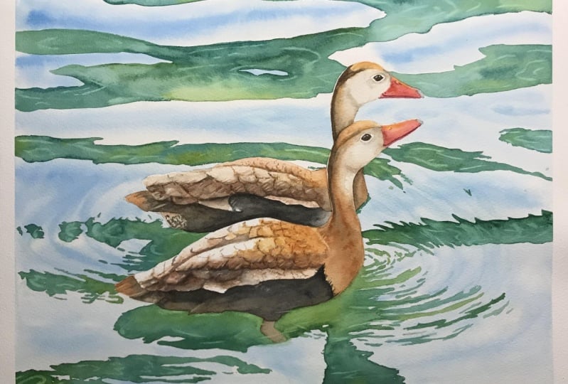 Ducks in water