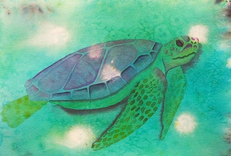 Sea Turtle