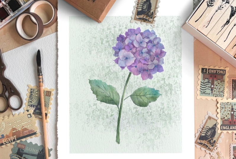 Hydrangea