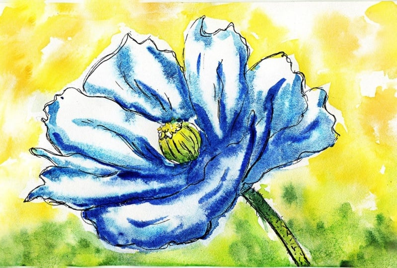 Blue poppy