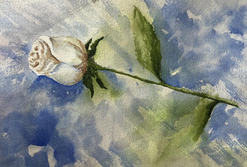 Loose White Rose