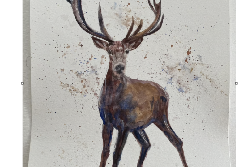 Stags
