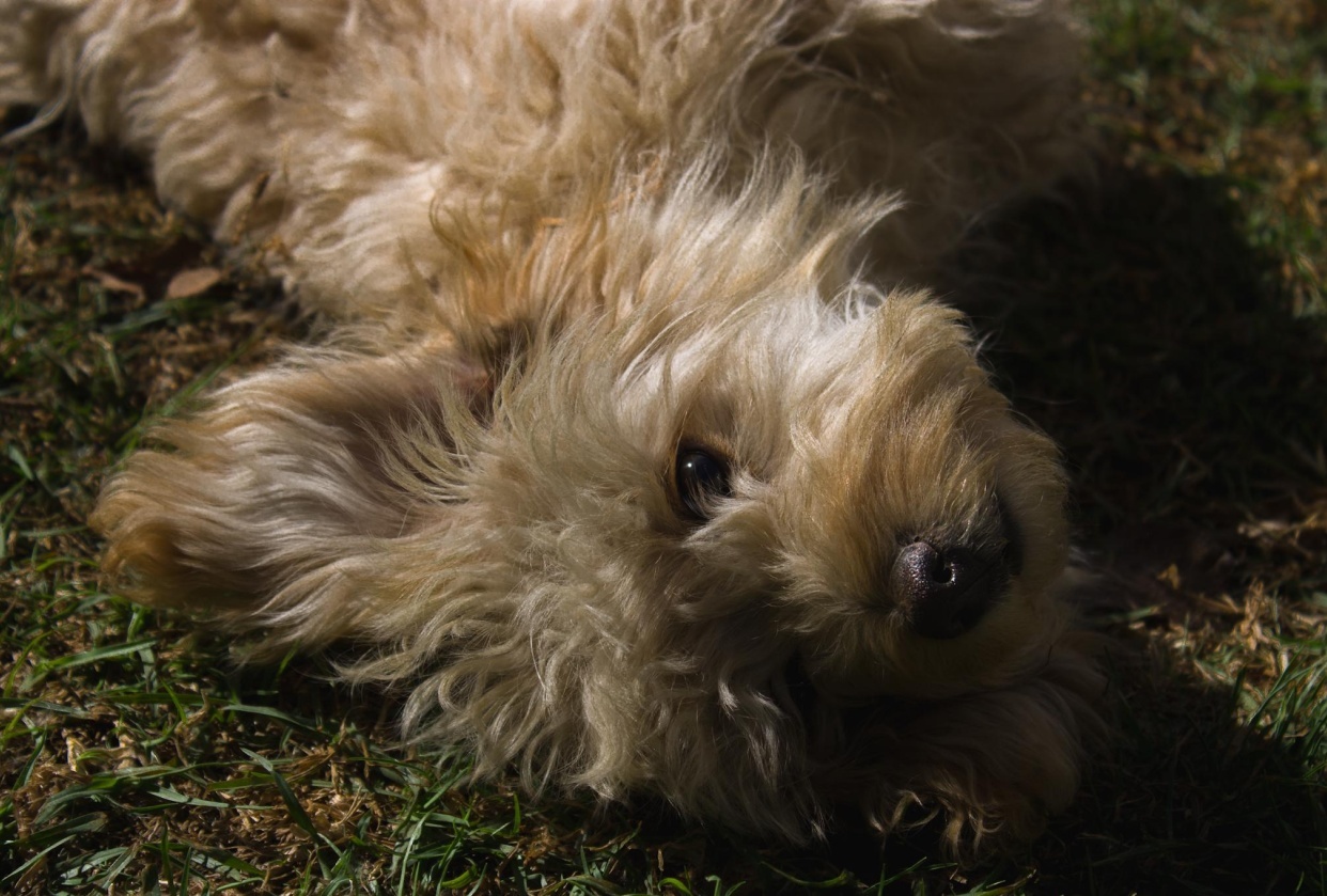 Puppy edition - student project