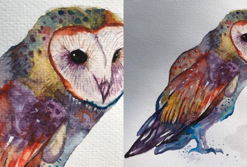 Barn Owl