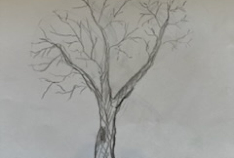 How To Draw A Realistic Tree Without Leaves how-to-draw-a-realistic-tree-without-leaves