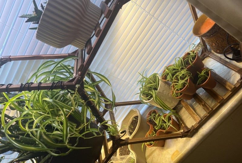 Baby spiders galore