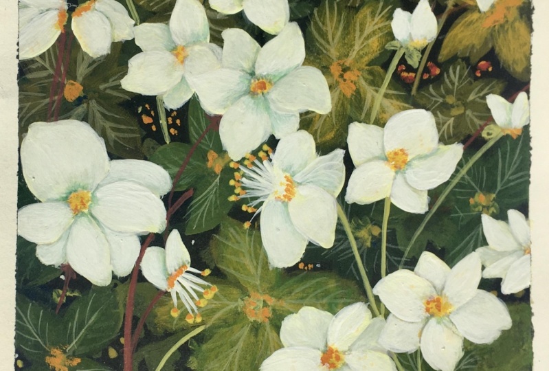 Deniz‘ snow flowers