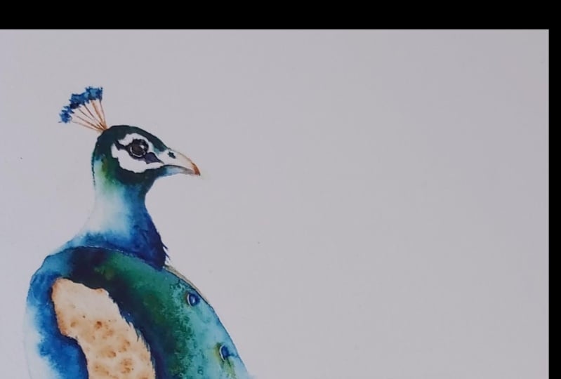 Peacock