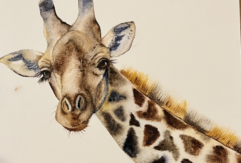 Eustace the Giraffe