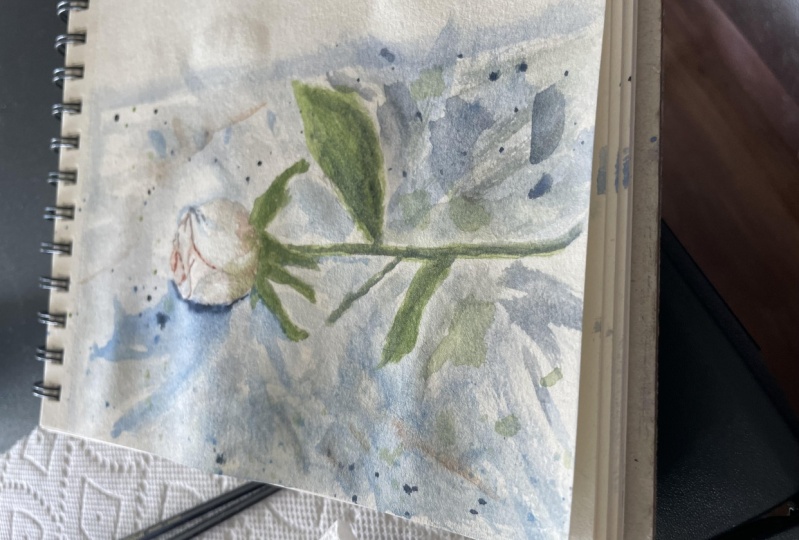White Rose