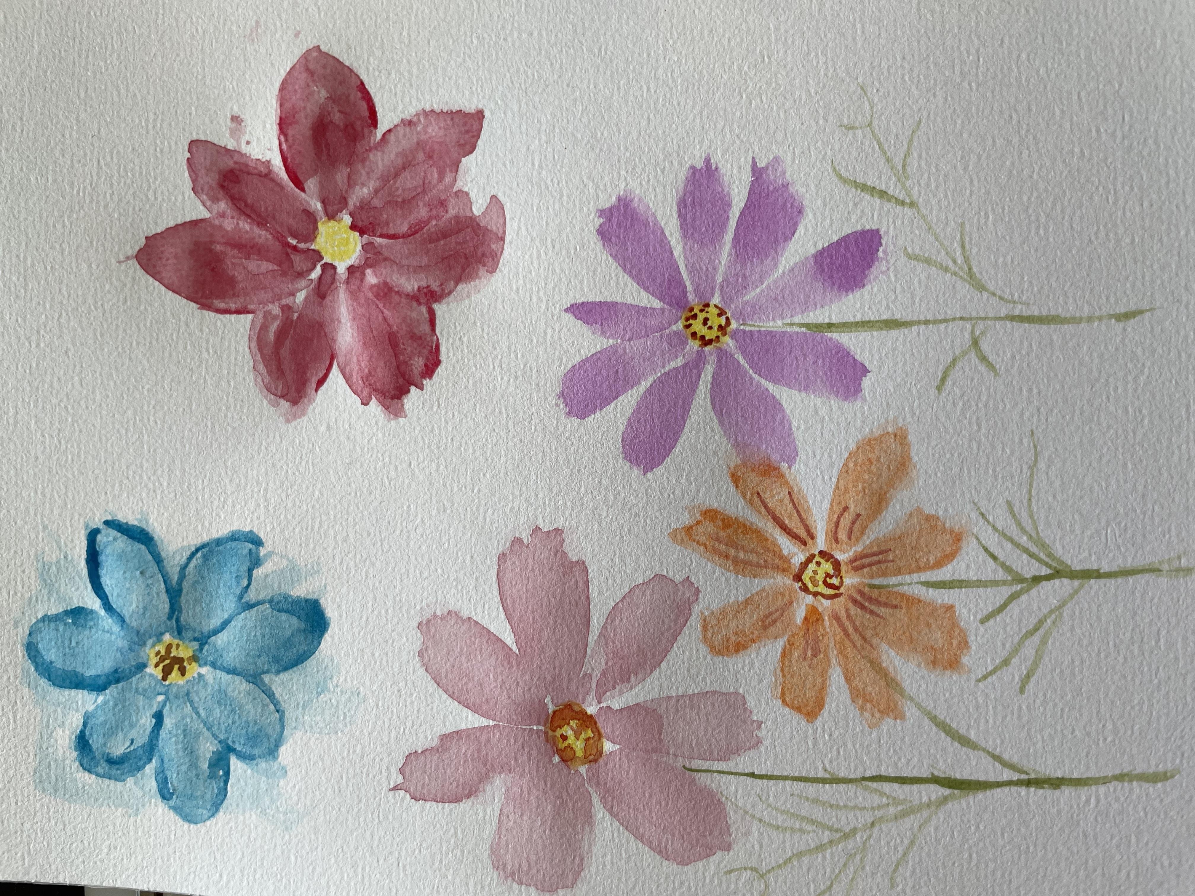 Cosmos flower - student project
