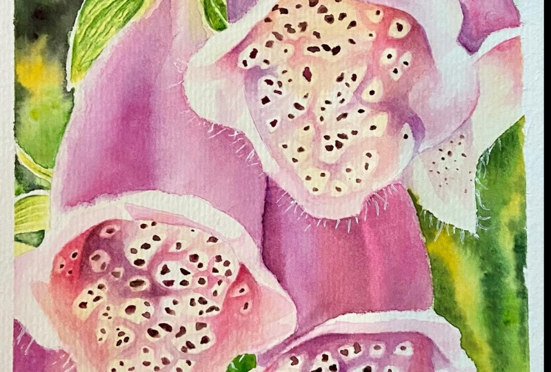 Watercolor Foxglove