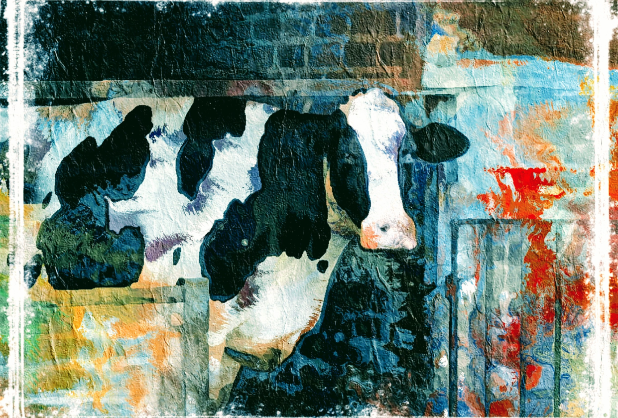 Holy Cow - student project