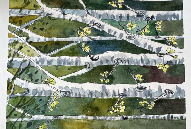 Birch Trees