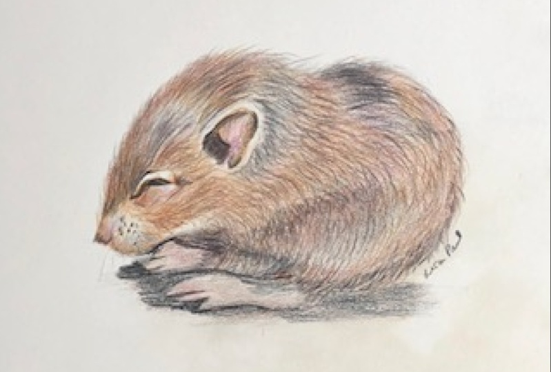 drawing-animals-how-to-draw-realistic-fur-with-colored-pencils-gemma