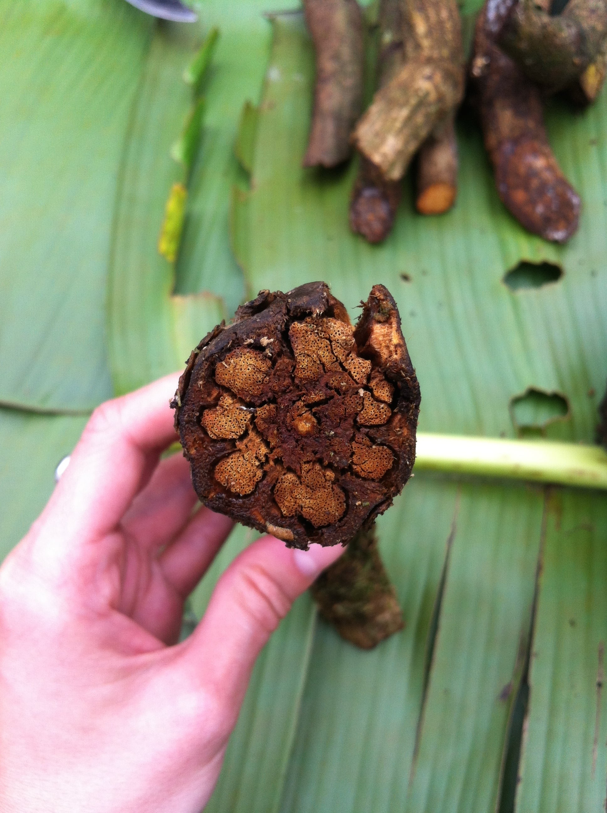 Ayahuasca Changed My Life  - student project