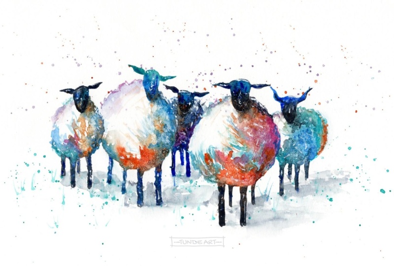 The sheep are coming