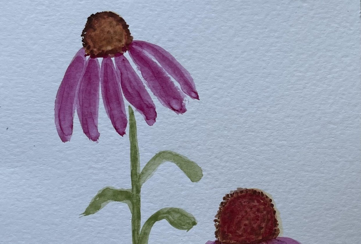 Cone flower - student project
