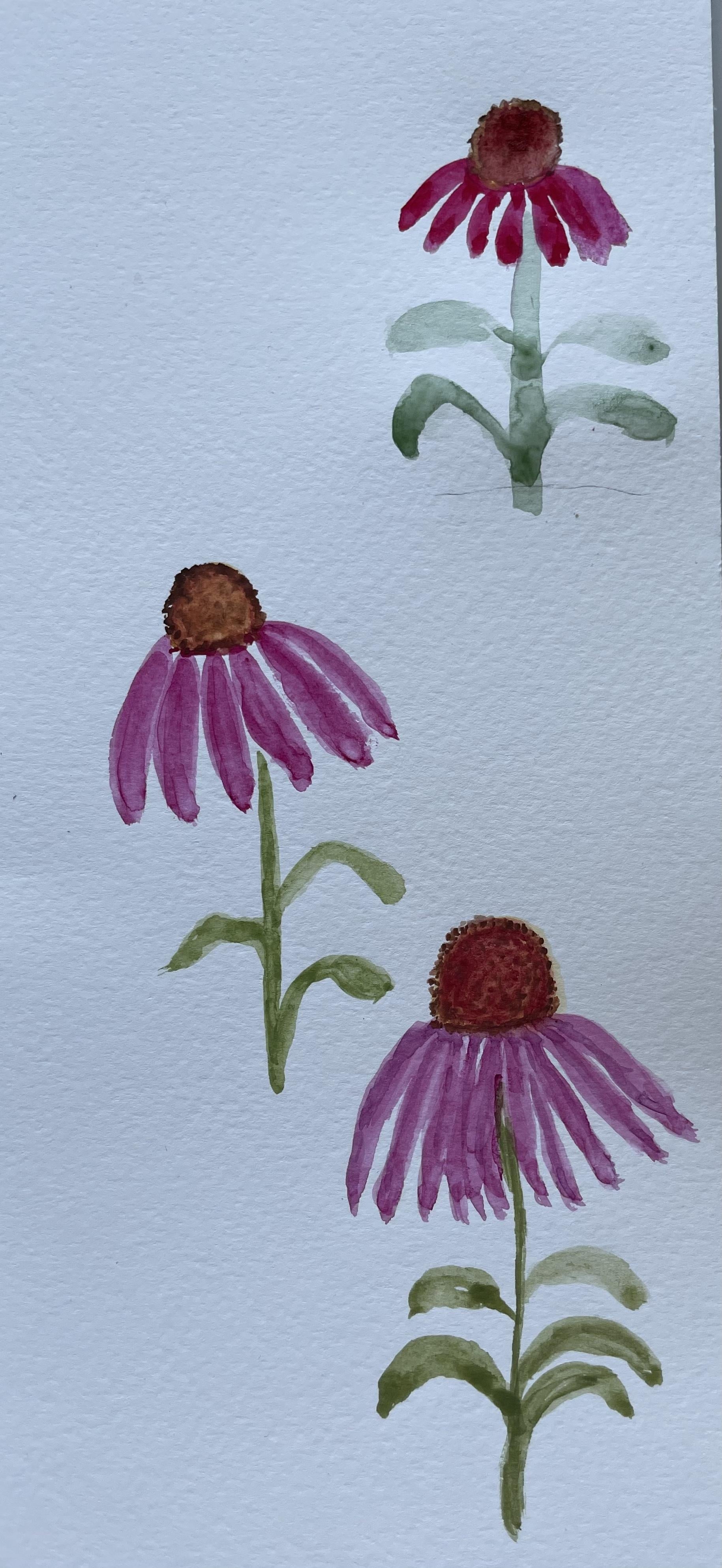 Cone flower - student project