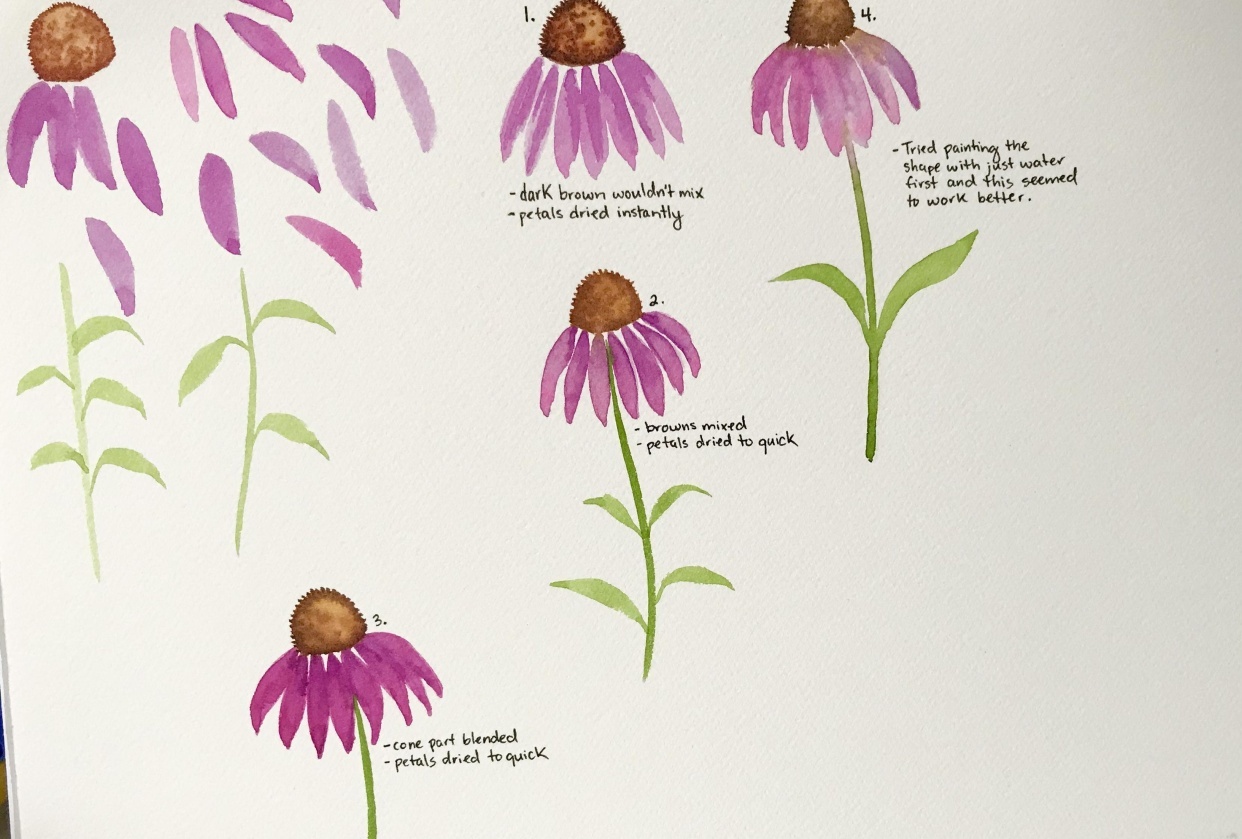 Project #2 Coneflower - student project