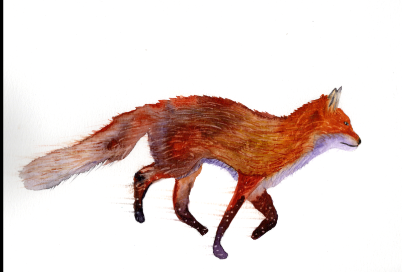 Foxy