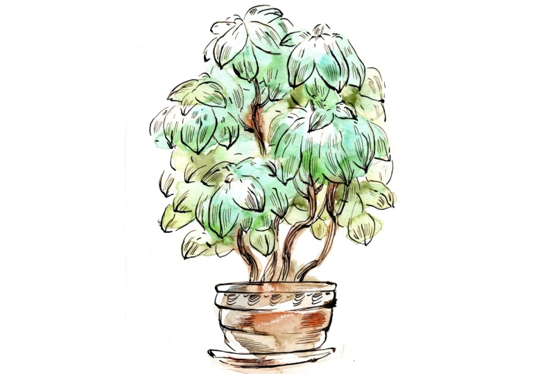 My Plants