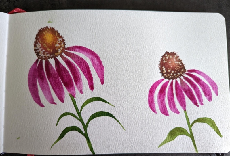 Coneflower