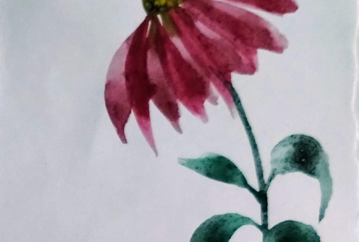 Coneflowers with Pooja - student project