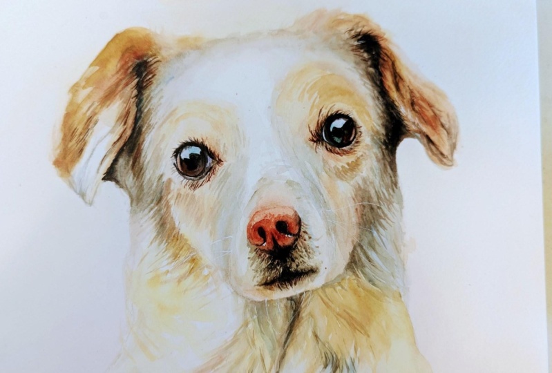How to Paint a Realistic Dog in Watercolor Chris Skillshare