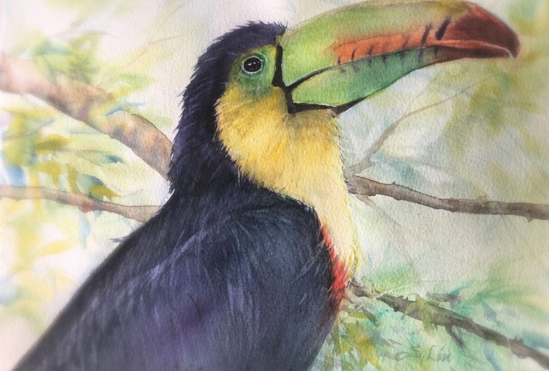 Toucan in watercolor