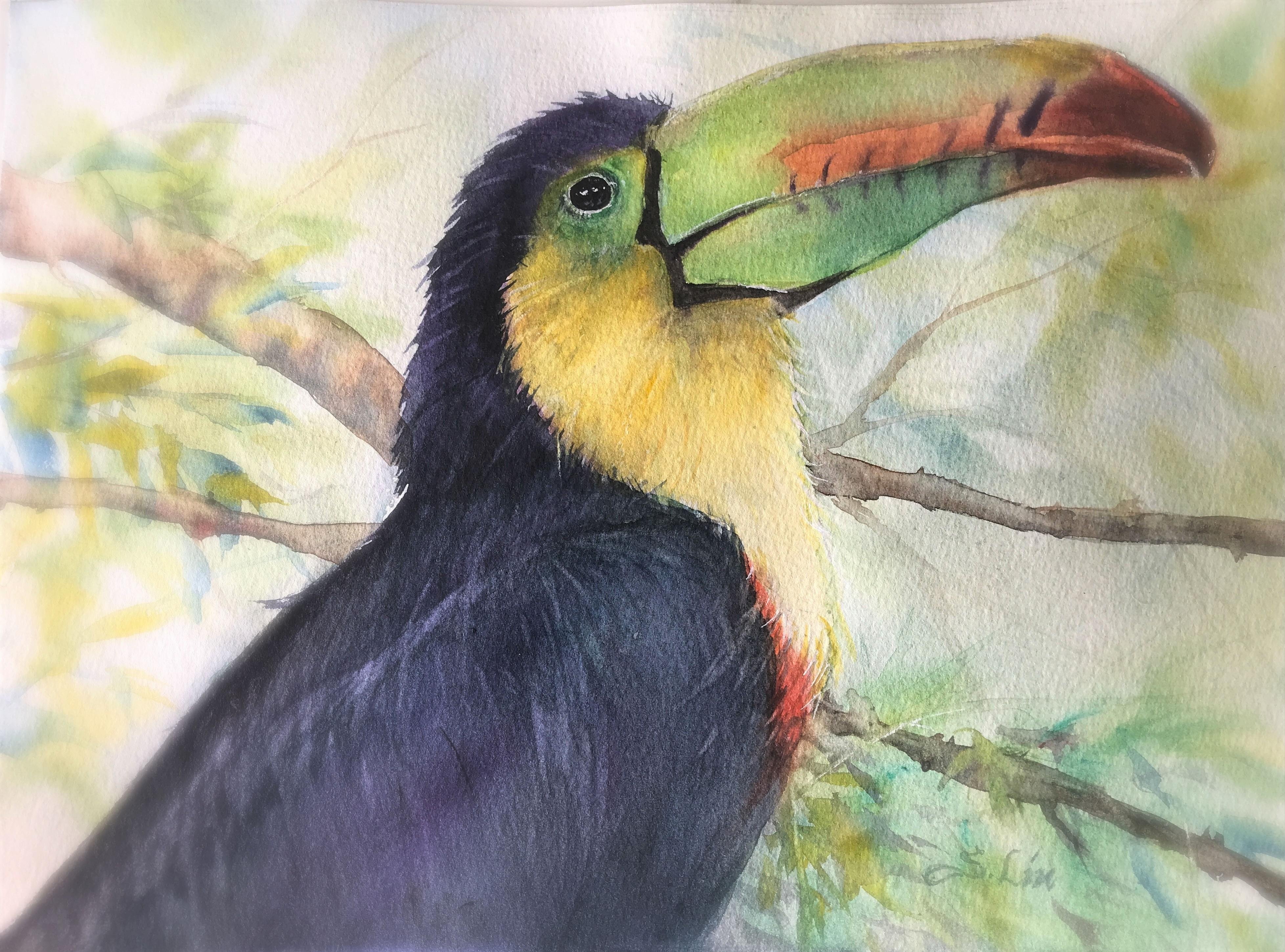 Toucan in watercolor - student project